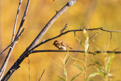 Emberiza rustica
