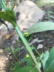 Ludwigia alternifolia