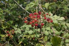 Rubus creticus