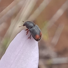 Urodontinae