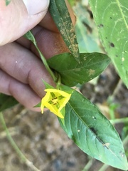 Ludwigia alternifolia