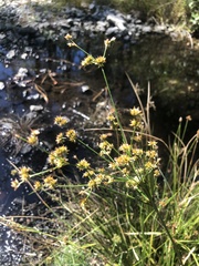 Juncus canadensis