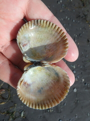 Clinocardium nuttallii