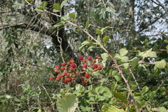 Rubus creticus