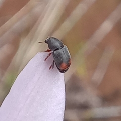 Urodontinae