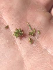 Juncus canadensis
