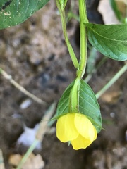 Ludwigia alternifolia