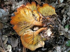 Omphalotus