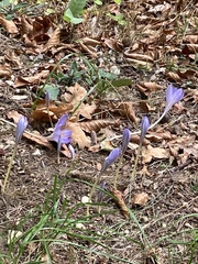 Crocus speciosus