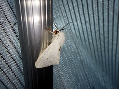 Spilosoma punctaria