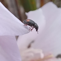 Urodontinae