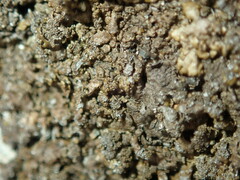 Xanthoparmelia loxodes