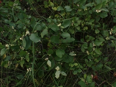 Symphoricarpos occidentalis