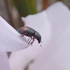 Urodontinae