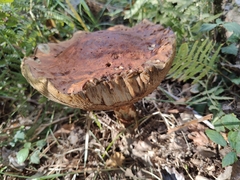 Leccinum versipelle