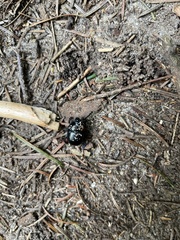 Geotrupidae