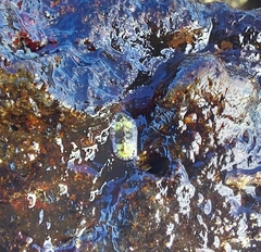 Polyplacophora