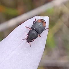 Urodontinae