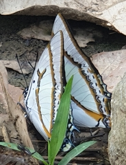Polyura eudamippus