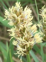 Carex otrubae