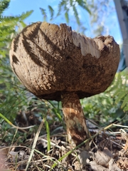 Leccinum versipelle