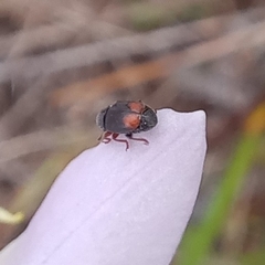 Urodontinae
