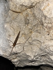 Limnephiloidea