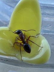 Camponotus texanus
