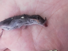 Crocidura suaveolens