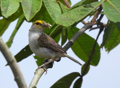 Ammodramus aurifrons