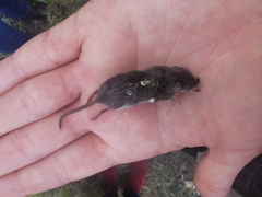 Crocidura suaveolens