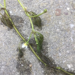 Ranunculus peltatus-aquatilis