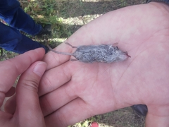 Crocidura suaveolens