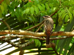 Myiodynastes maculatus