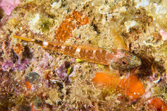 Tripterygion delaisi