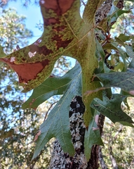 Quercus laevis