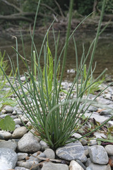 Juncus inflexus