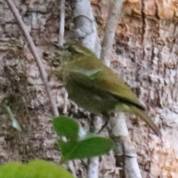 Lompobattang Leaf Warbler (Phylloscopus sarasinorum), photo 4