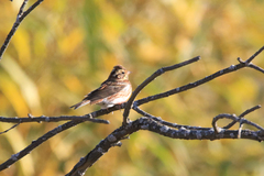 Emberiza rustica
