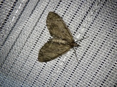 Lobophorodes obscuraria