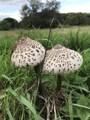 Macrolepiota procera