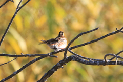 Emberiza rustica
