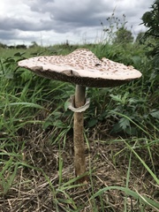 Macrolepiota procera