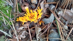 Calocera