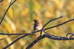 Emberiza rustica
