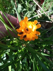 Calendula