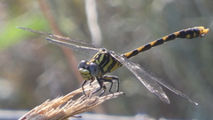 Onychogomphus uncatus