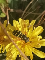 Chrysotoxum