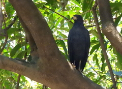 Buteogallus urubitinga