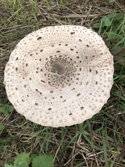 Macrolepiota procera